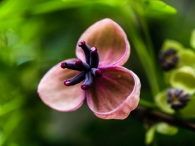 Akebia piciolistkowa – kwiat eski